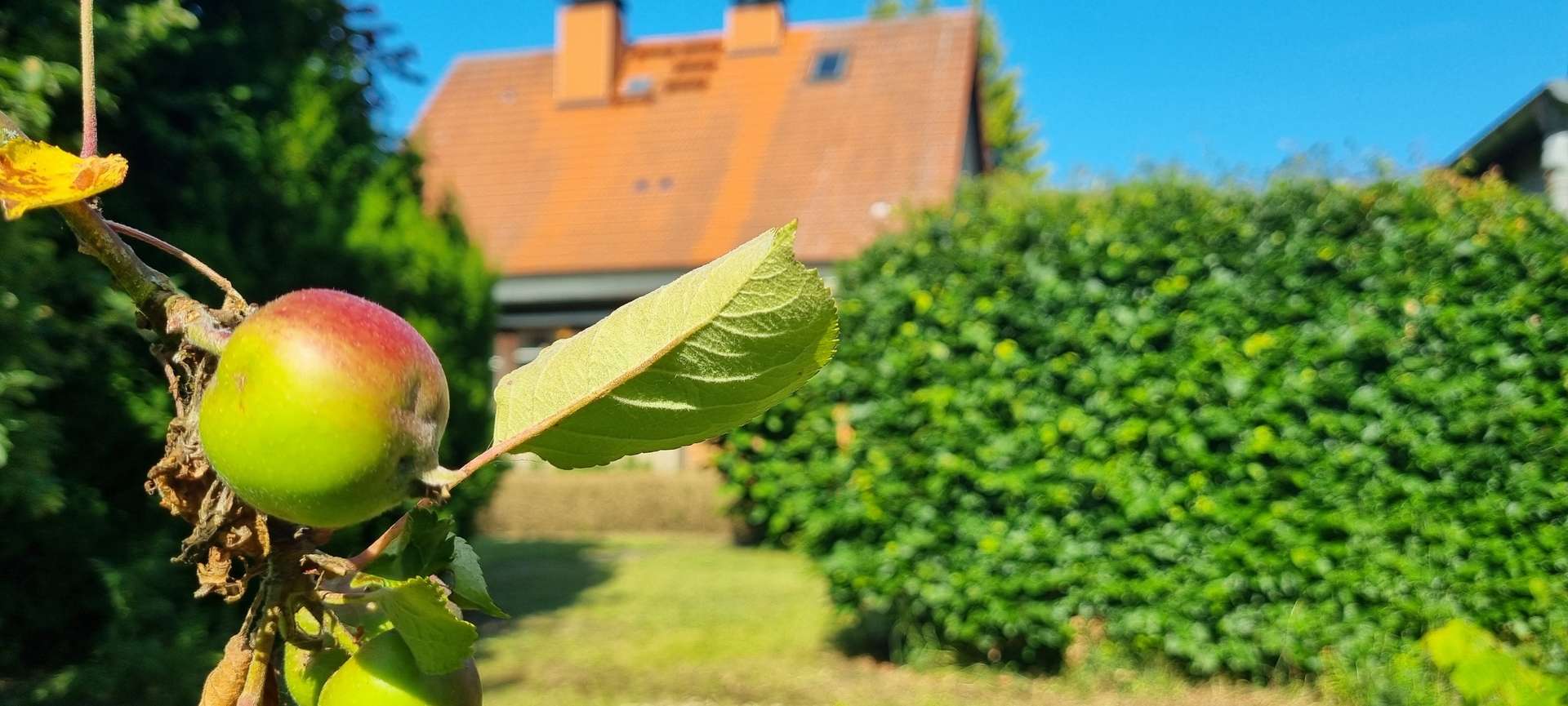 Der kommt auf den Apfelkuchen Der kommt auf den Apfelkuchen - Einfamilienhaus in 17309 Pasewalk mit 132m² kaufen