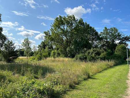 Baumbestand - Grundstück in 17391 Medow mit 6838m² kaufen