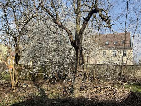 Wenig Bewuchs - Grundstück in 14943 Luckenwalde mit 1004m² kaufen