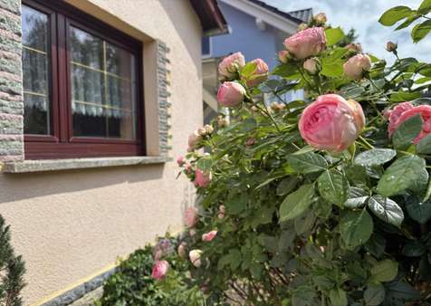 Wundervolle Pflanzen Wundervolle Pflanzen - Einfamilienhaus in 15712 Königs Wusterhausen mit 85m² kaufen