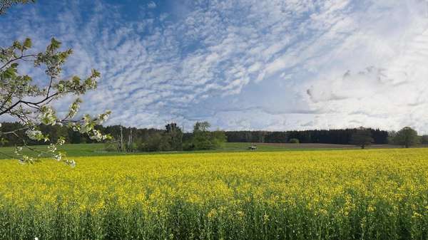 Traumhafte Kulisse - Grundstück in 16359 Biesenthal mit 351m² kaufen