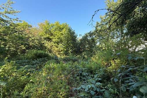 Blick in den Garten - Grundstück in 21395 Tespe mit 1441m² kaufen