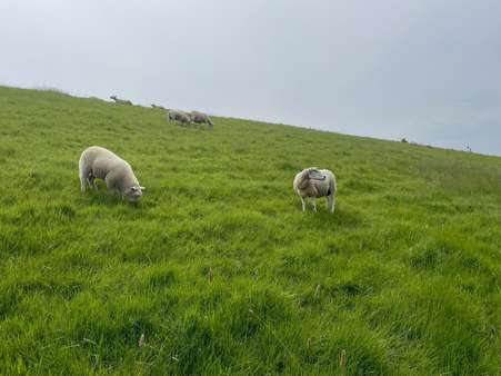 Schafe - ein typisches Bild auf Eiderstedt - Grundstück in 25881 Tating mit 541m² kaufen
