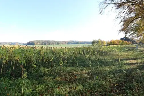 Baugrundstück in Feldrandlage