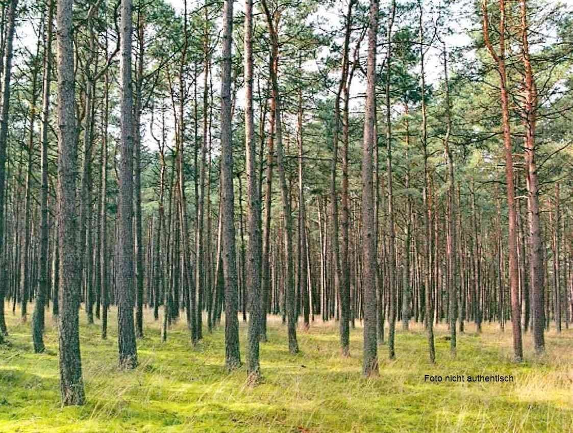 Wald - Foto ist beispielhaft