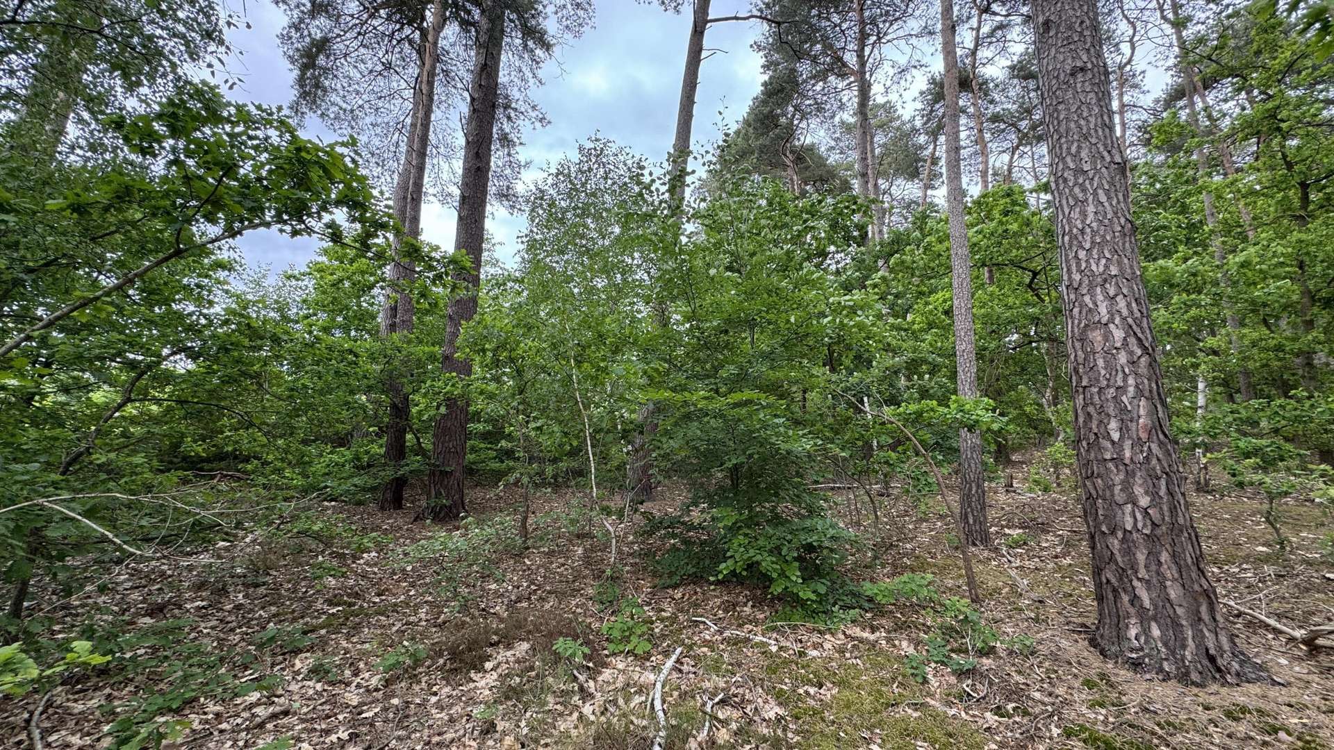 Grundstücksansicht - Grundstück in 29499 Zernien mit 1631m² kaufen