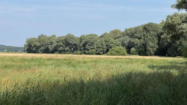Wiesenansicht Wiesenansicht - Grundstück in 29451 Dannenberg mit 15270m² kaufen