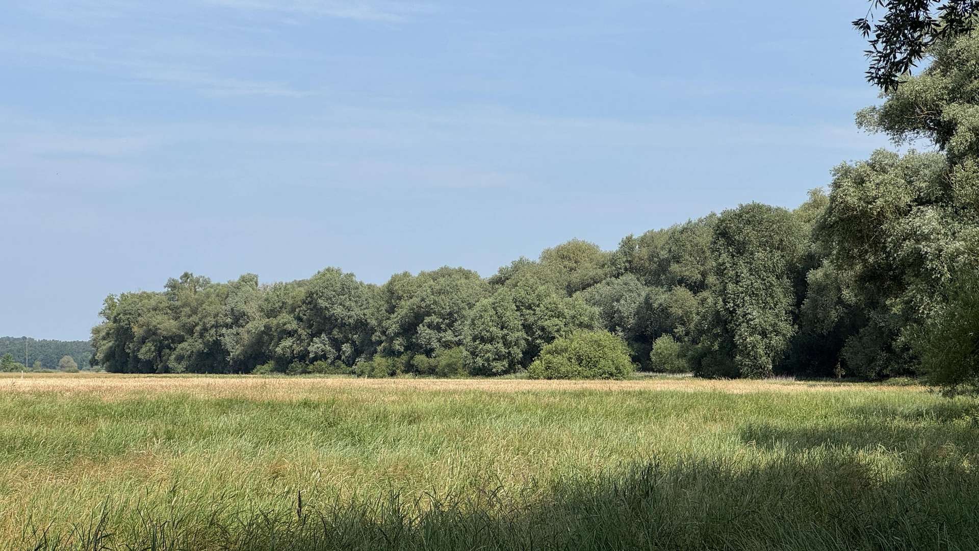 Wiesenansicht Wiesenansicht - Grundstück in 29451 Dannenberg mit 15270m² kaufen