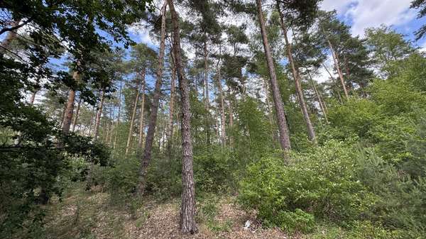 Waldansicht Waldansicht - Grundstück in 29481 Karwitz mit 48127m² kaufen