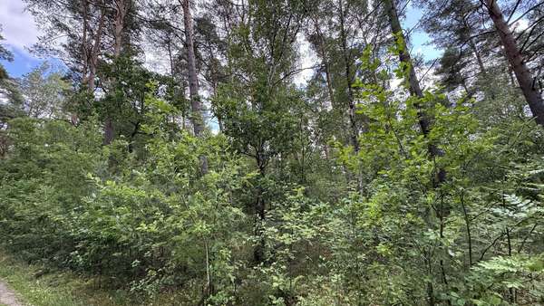 Waldansicht Waldansicht - Grundstück in 29481 Karwitz mit 48127m² kaufen