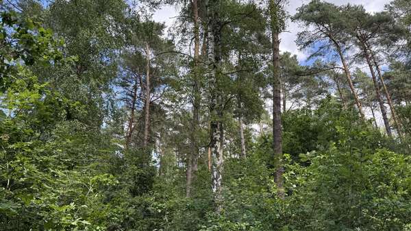 Waldansicht Waldansicht - Grundstück in 29481 Karwitz mit 48127m² kaufen