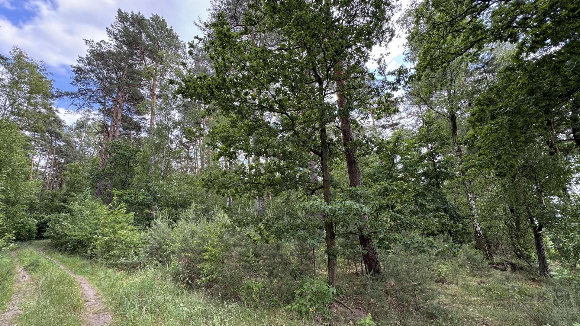 Waldansicht Waldansicht - Grundstück in 29481 Karwitz mit 48127m² kaufen