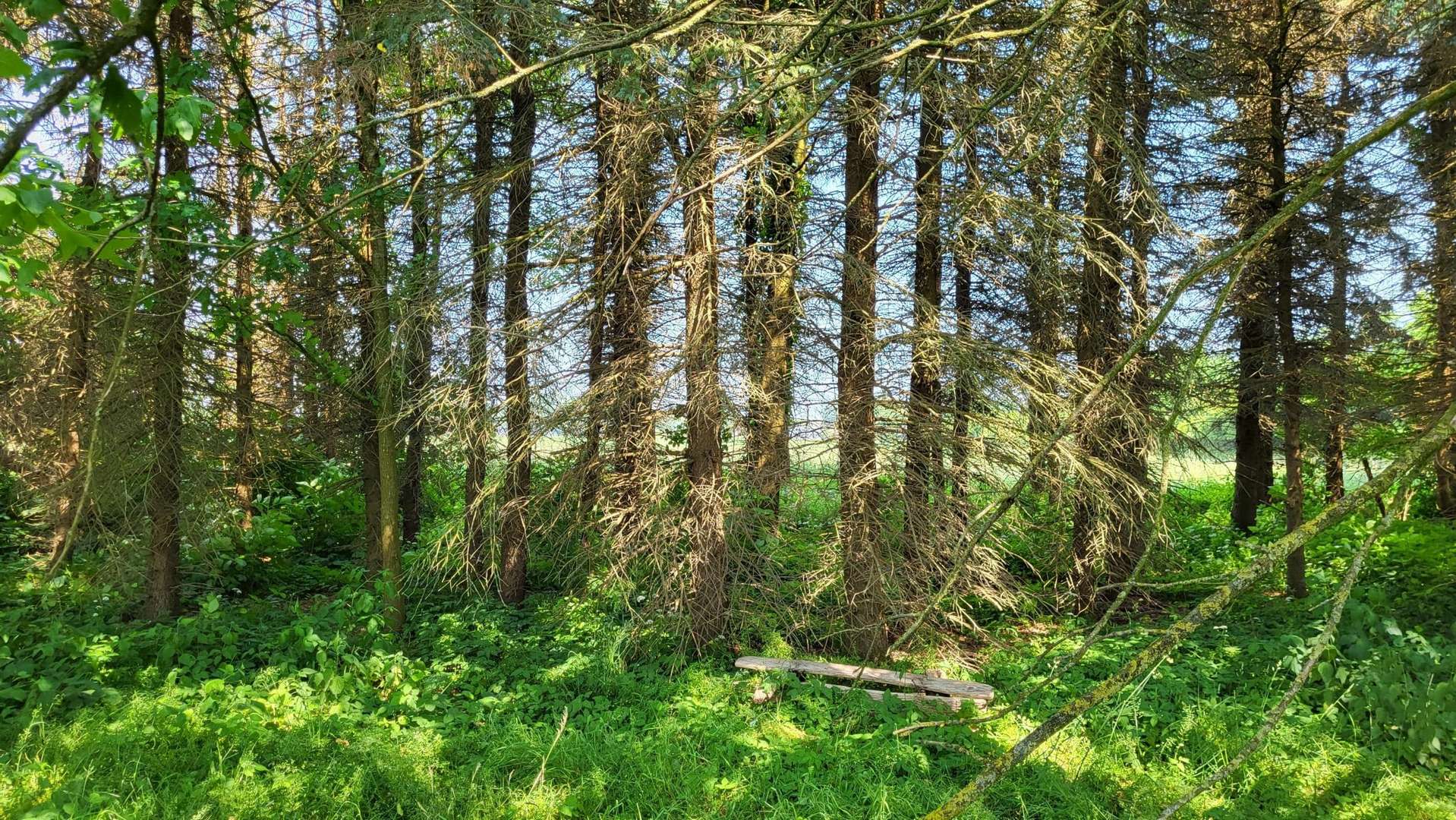 Tannenbewuchs - Grundstück in 27616 Beverstedt mit 2621m² kaufen