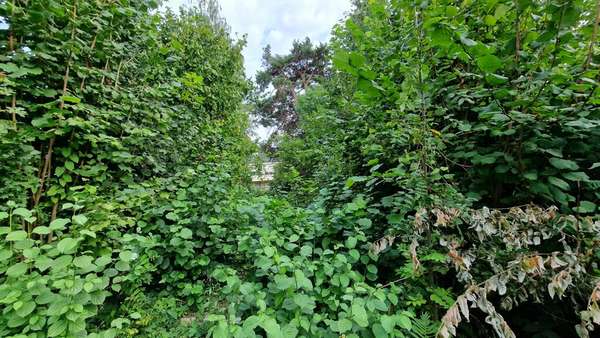 hintere Grünfläche - Grundstück in 52146 Würselen mit 328m² kaufen