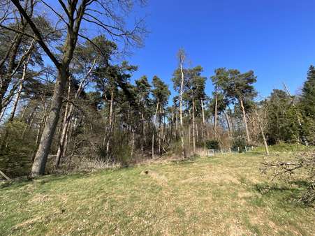 angrenzendes Waldgebiet - Grundstück in 48432 Rheine mit 1683m² kaufen