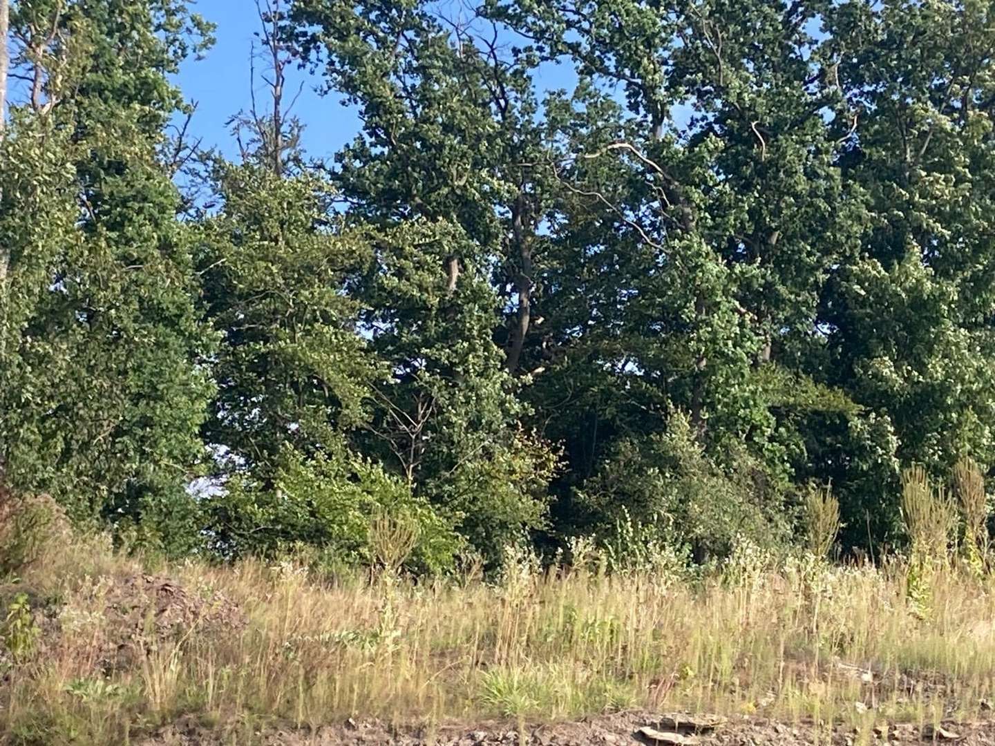 Wohngrundstück in 59872 Meschede mit 0m² als Kapitalanlage kaufen