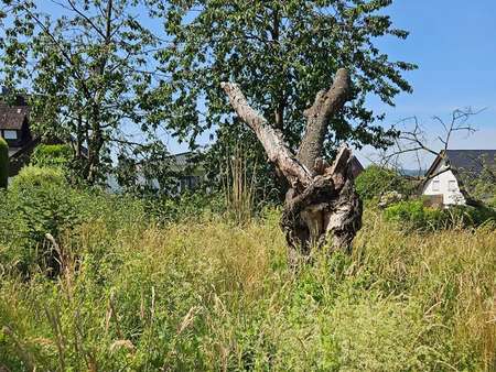 Garten Garten - Einfamilienhaus in 37671 Höxter / Lüchtringen mit 186m² kaufen