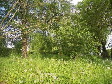 Grundstück in 32694 Dörentrup mit 771m² kaufen