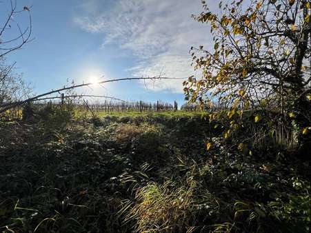 Blick vom Ende des Grundstücks - Grundstück in 76829 Ranschbach mit 545m² kaufen