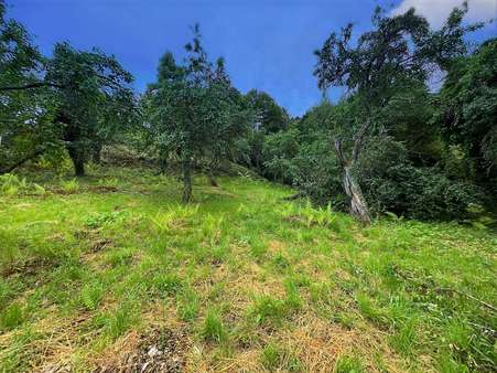 Obstbäume - Grundstück in 77830 Bühlertal mit 1290m² kaufen