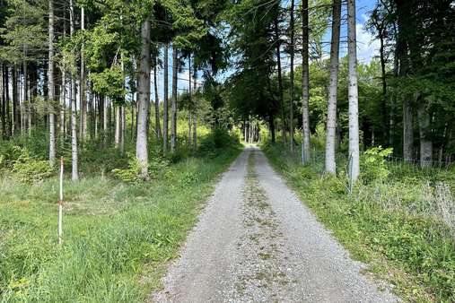 Forststraße im Osten - Sonstige Landwirtschaftsimmobilie in 86920 Epfach mit 0m² kaufen