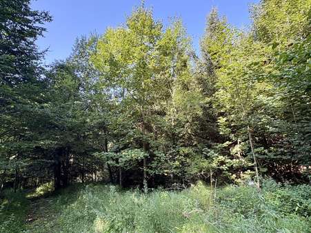 Impressionen Waldstück Impressionen Waldstück - Grundstück in 83677 Reichersbeuern mit 200000m² kaufen