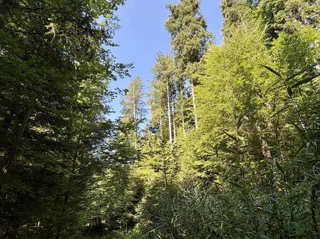 Impressionen Waldstück Impressionen Waldstück - Grundstück in 83677 Reichersbeuern mit 200000m² kaufen