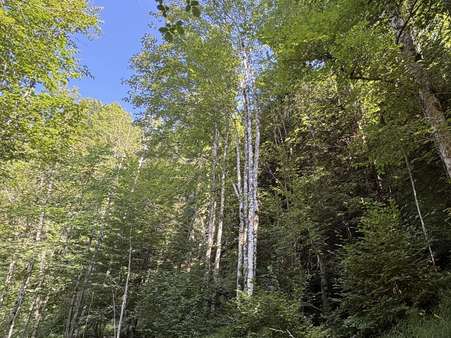 Impressionen Waldstück Impressionen Waldstück - Grundstück in 83677 Reichersbeuern mit 200000m² kaufen
