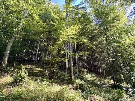 Impressionen Waldstück Impressionen Waldstück - Grundstück in 83677 Reichersbeuern mit 200000m² kaufen