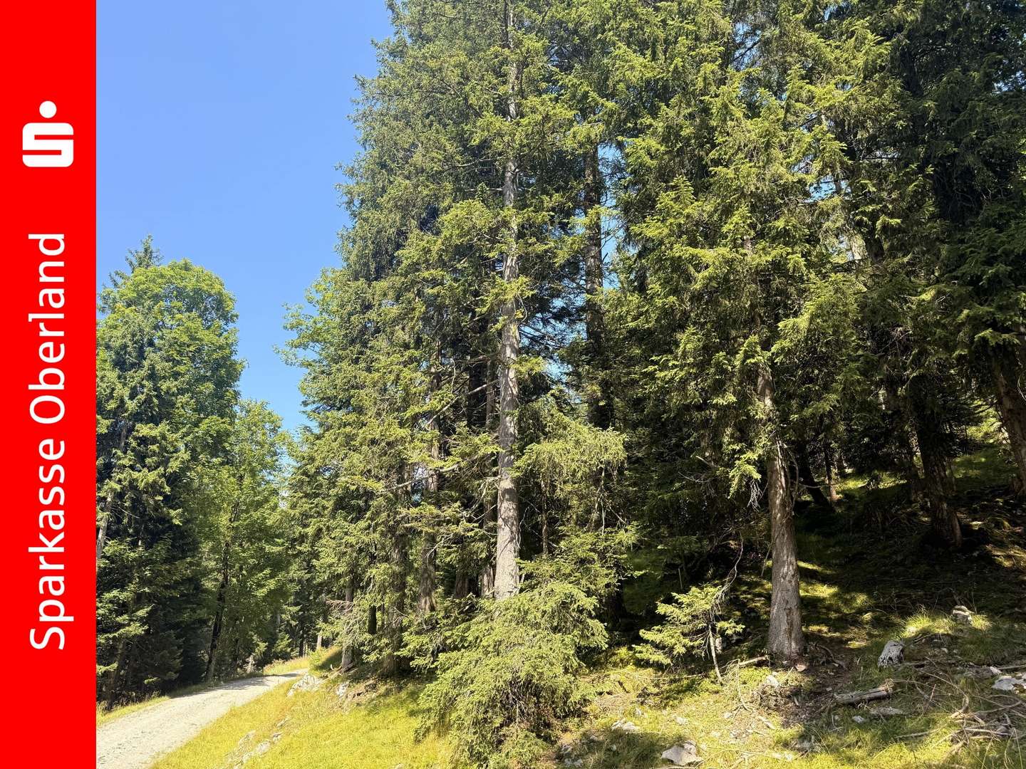 Bergwald: Flurnr. Ohlstadt 2698 Bergwald: Flurnr. Ohlstadt 2698 - Sonstige Landwirtschaftsimmobilie in 82441 Ohlstadt mit 0m² kaufen