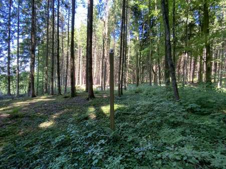 Pfähle markieren die Grenzen - Grundstück in 83547 Babensham mit 14066m² kaufen
