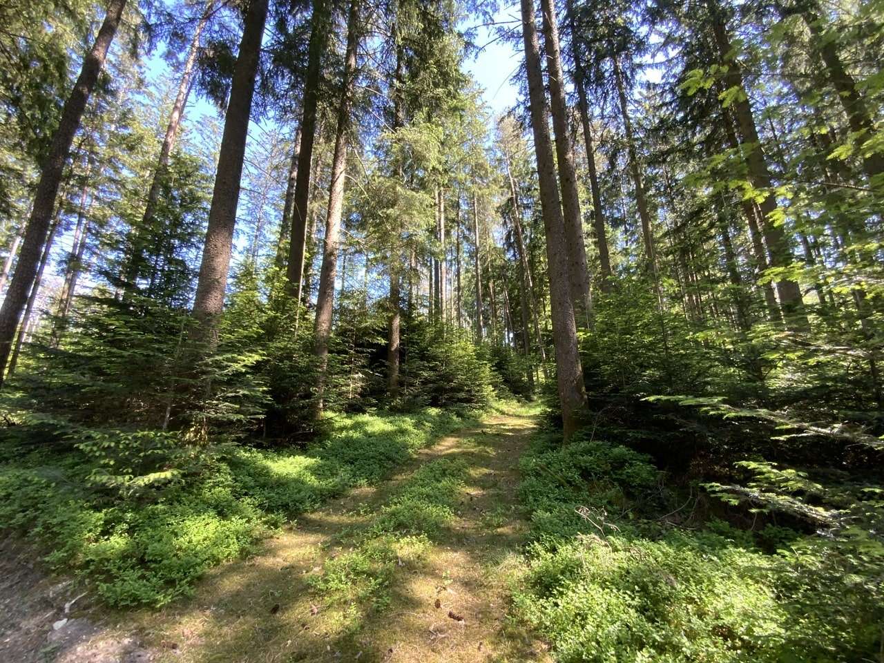 Forstwege - Grundstück in 83549 Eiselfing mit 42080m² kaufen