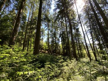 gemischter Bestand - Grundstück in 83549 Eiselfing mit 42080m² kaufen