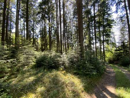 Gemischter Bestand - Grundstück in 83549 Eiselfing mit 42080m² kaufen