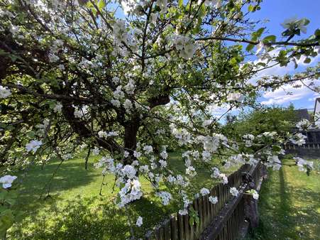 Obstgarten - Einfamilienhaus in 91795 Dollnstein mit 245m² kaufen
