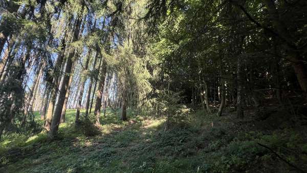 Wald - Jagd- / Forstwirtschaft in 86450 Altenmünster mit 0m² kaufen