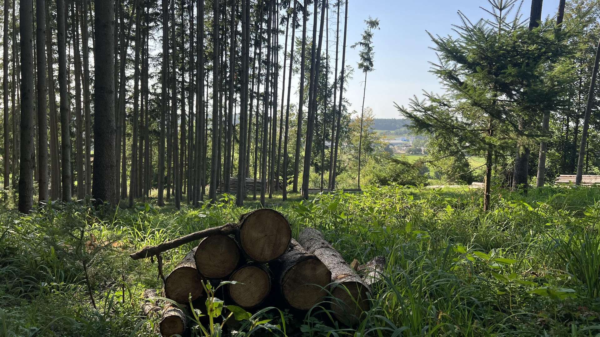 Wald - Jagd- / Forstwirtschaft in 86450 Altenmünster mit 0m² kaufen