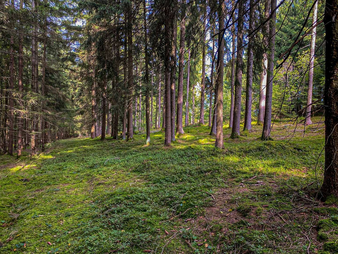 Titelbild - Blick in den Wald - Sonstige Landwirtschaftsimmobilie in 94419 Reisbach mit 0m² kaufen