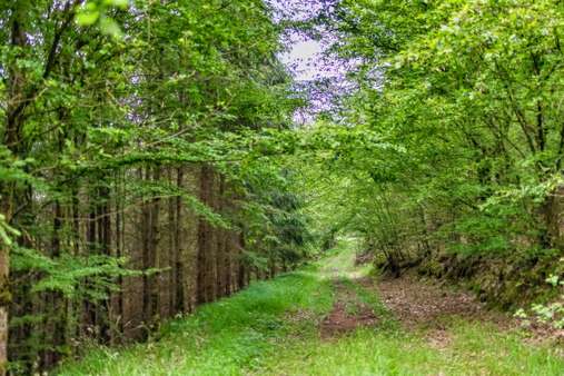Blick in die Waldlandschaft - Sonstige Landwirtschaftsimmobilie in 94336 Hunderdorf mit 0m² kaufen