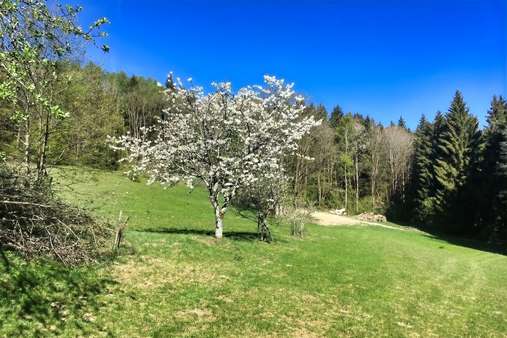 Obstbäume Obstbäume - Landhaus in 94505 Bernried mit 270m² kaufen