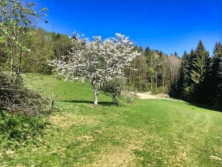 Obstbäume - Landhaus in 94505 Bernried mit 270m² kaufen