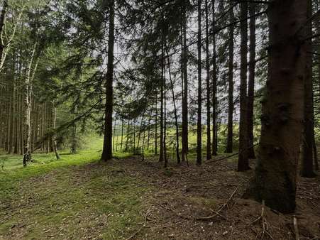Wald - Sonstige Landwirtschaftsimmobilie in 92444 Rötz mit 0m² kaufen