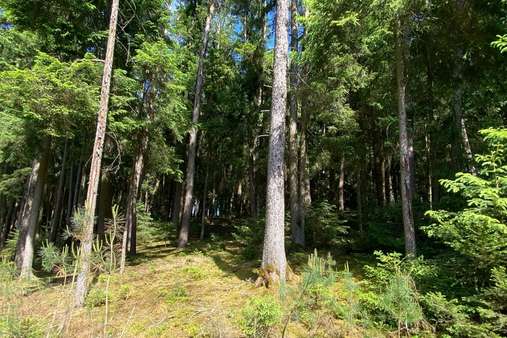 Wald Ansicht 1 - Grundstück in 84088 Neufahrn mit 21386m² kaufen
