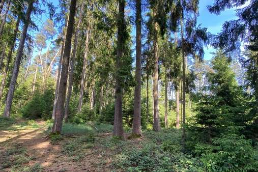 Wald Ansicht 2 - Grundstück in 84088 Neufahrn mit 21386m² kaufen