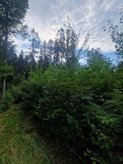 Anpflanzung Anpflanzung - Grundstück in 93464 Tiefenbach mit 9975m² kaufen