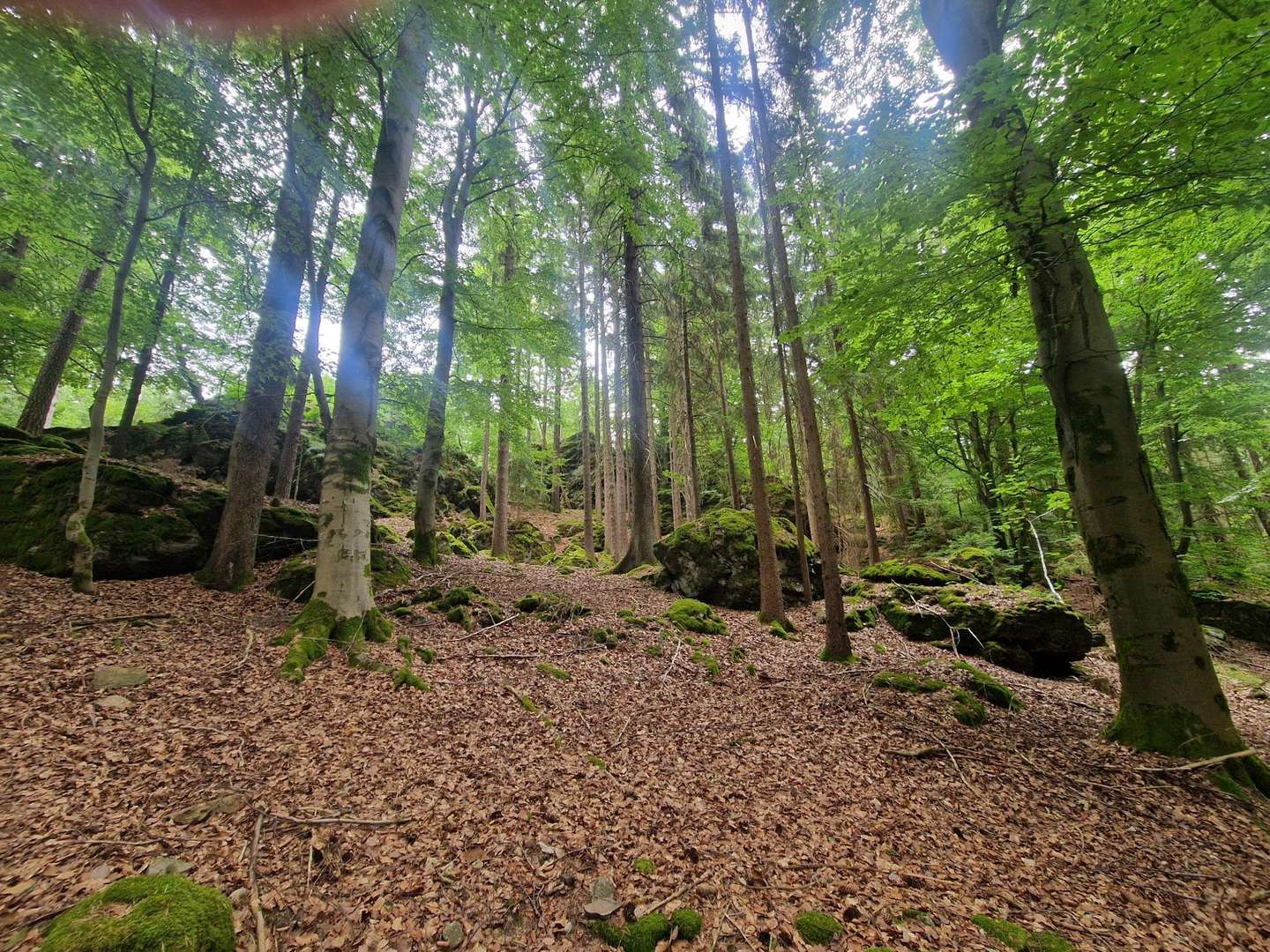 Wald Wald - Grundstück in 93464 Tiefenbach mit 10144m² kaufen