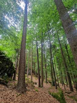 Wald Wald - Grundstück in 93464 Tiefenbach mit 10144m² kaufen