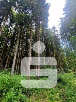Wald Wald - Grundstück in 93464 Tiefenbach mit 12440m² kaufen