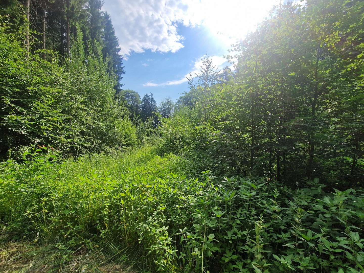 Wald mit Naturverjüngung Wald mit Naturverjüngung - Grundstück in 93464 Tiefenbach mit 12440m² kaufen