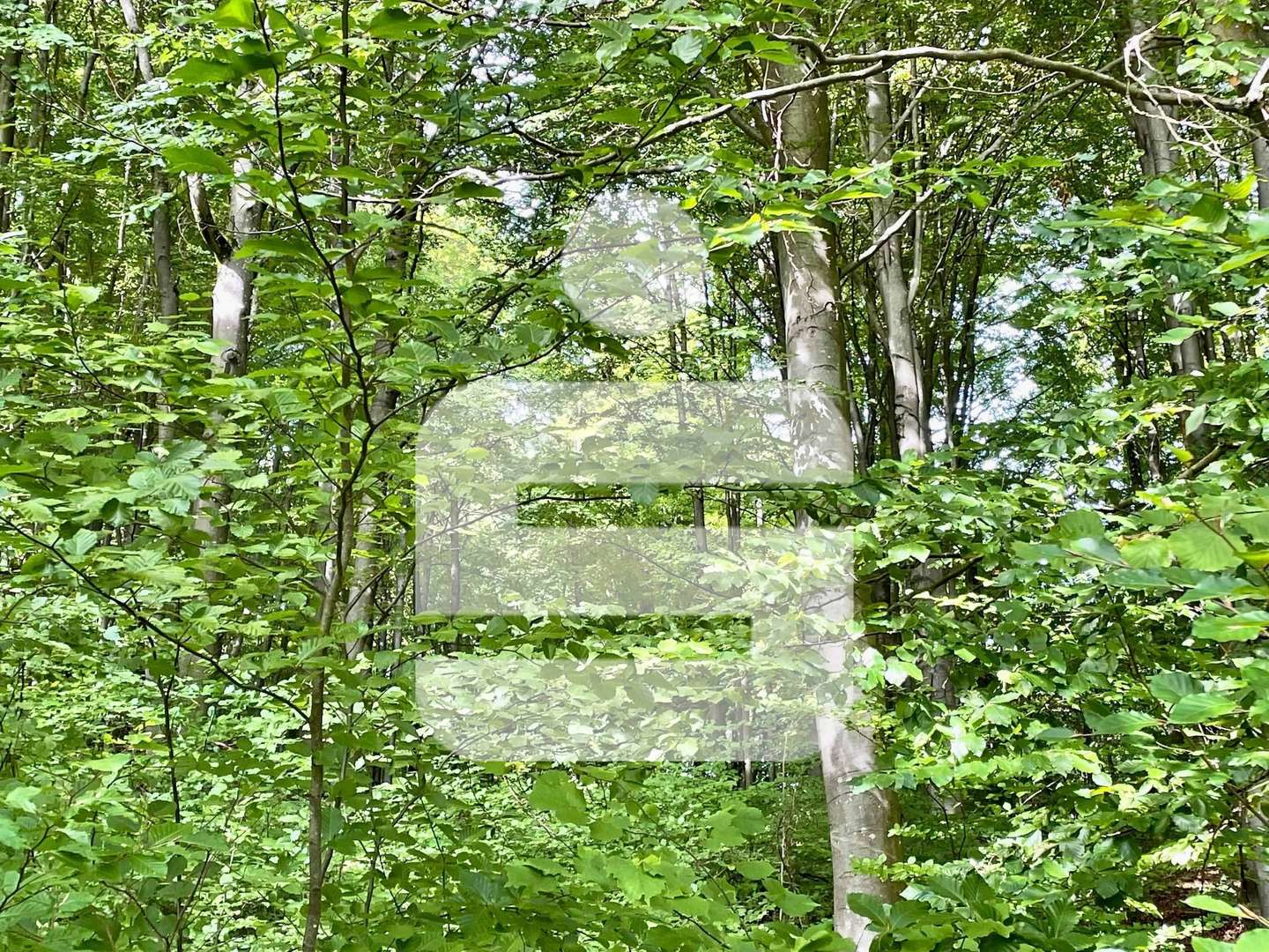 Wald Wald - Grundstück in 92272 Freudenberg mit 9640m² kaufen